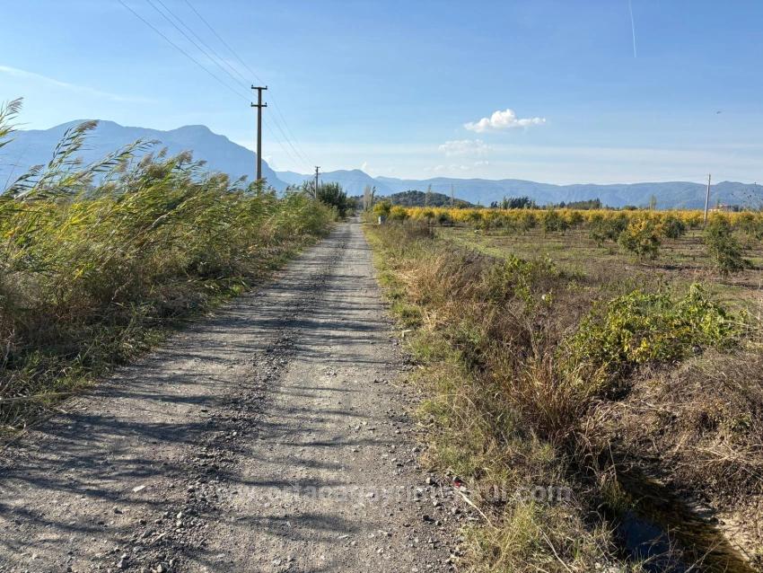 21500 M² Großer Granatapfelgarten In Eskiköy Zu Verkaufen
