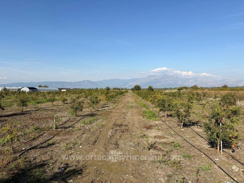 21500 M² Großer Granatapfelgarten In Eskiköy Zu Verkaufen