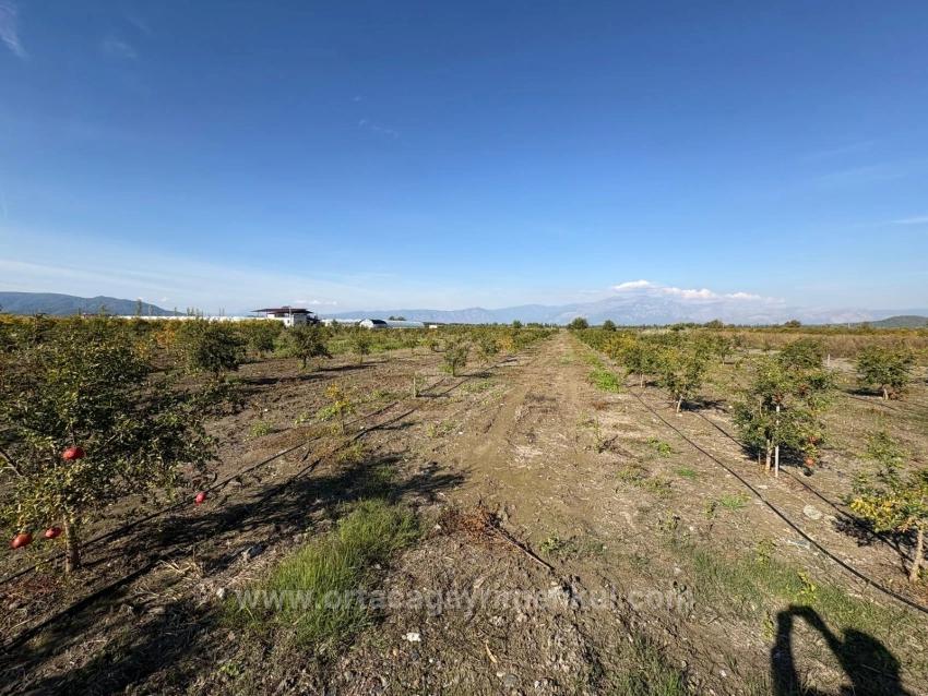 21500 M² Großer Granatapfelgarten In Eskiköy Zu Verkaufen