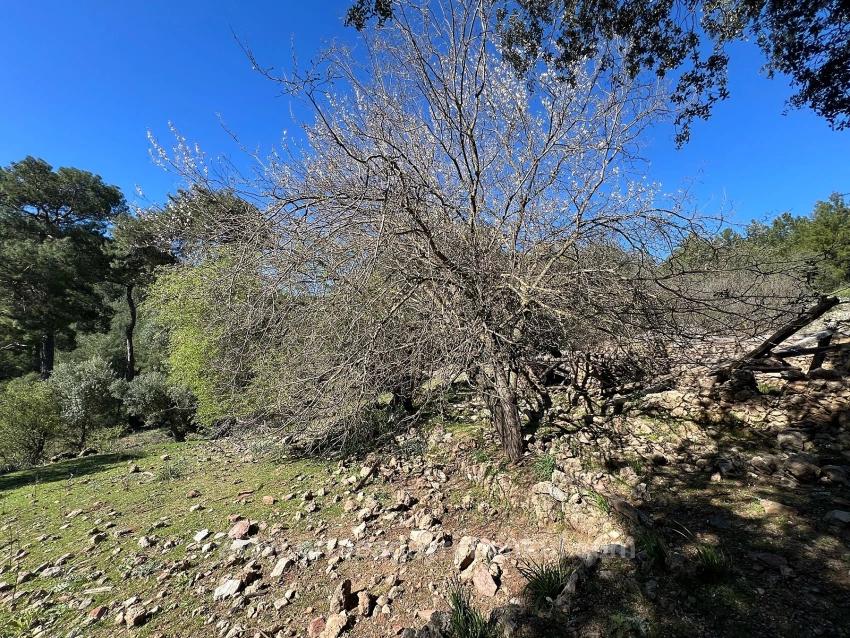 Grundstück Zum Verkauf In Gökbel, Umgeben Von Natur Und Wald.