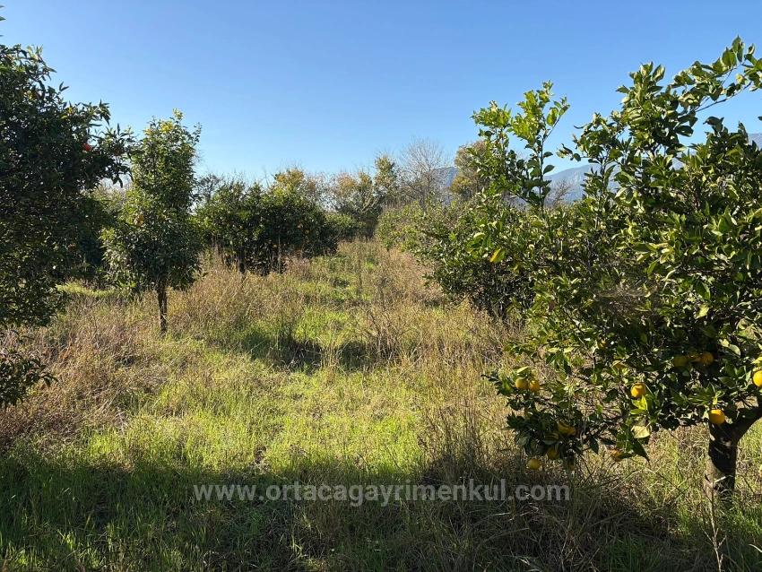 4.541 M² Großer Garten Zum Verkauf In Dalyan.