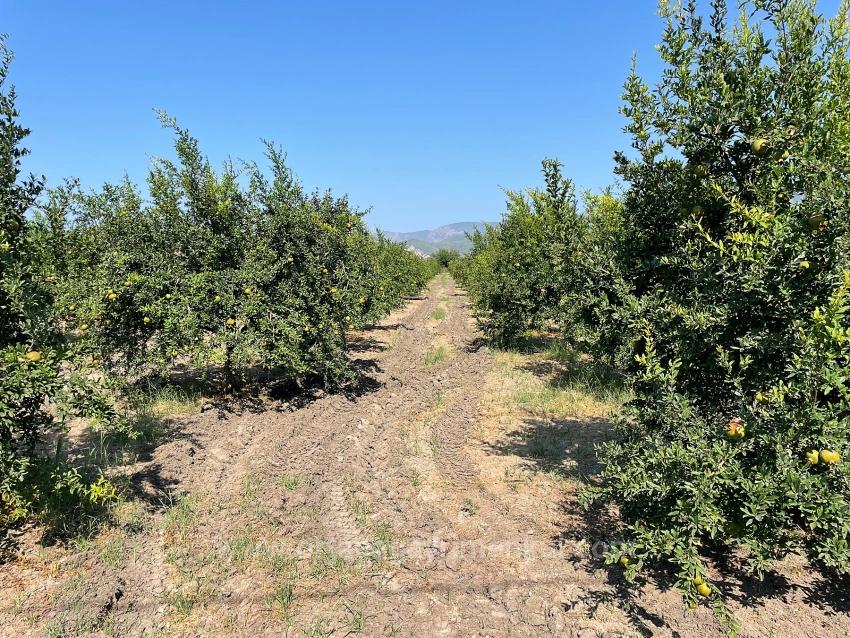 10.000 M² Großer Granatapfelgarten Zum Verkauf In Der Gegend Von Dalyan Arıkbaşı Gerendüzü.