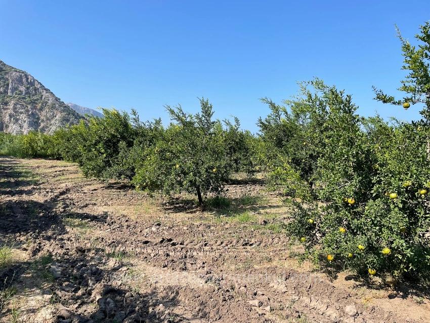 10.000 M² Großer Granatapfelgarten Zum Verkauf In Der Gegend Von Dalyan Arıkbaşı Gerendüzü.