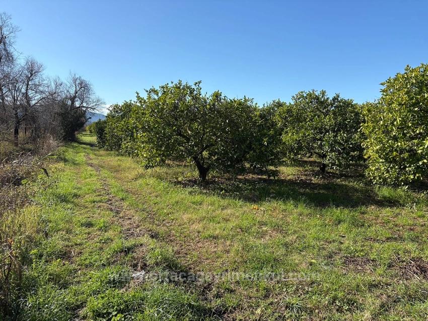 Zitronenhain In Dalyan Zu Verkaufen, 16.500 M²