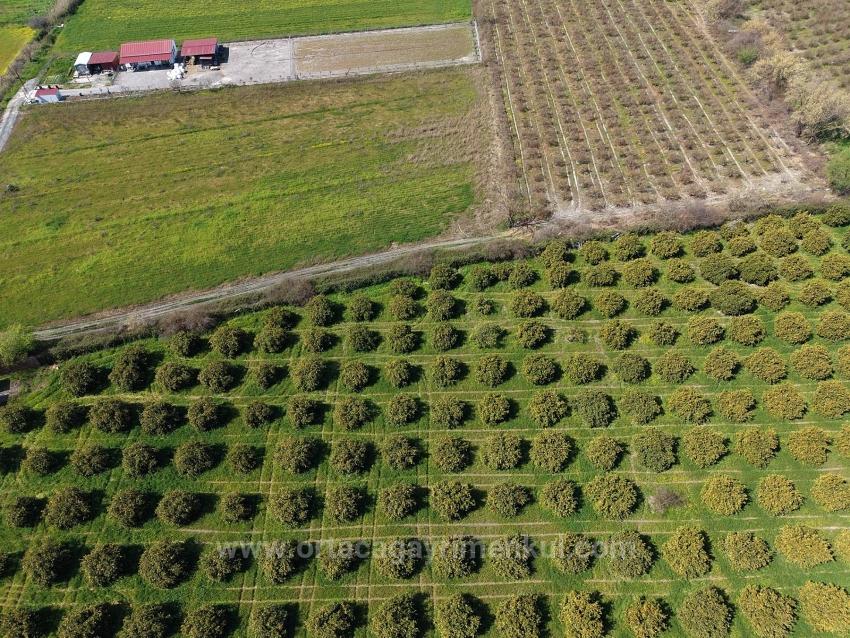 17.550 M2 Weinberg-Bahce Zum Verkauf In Der Nähe Des Dalyan Centers