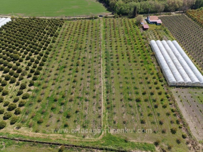 16.000 M² Großer Granatapfelgarten In Eskiköy Zu Verkaufen