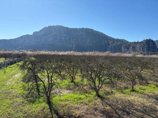 5985 M² Großes Grundstück In Dalyan Zu Verkaufen, Ausgewiesen Für 5 % Weinbau/Obstbau.