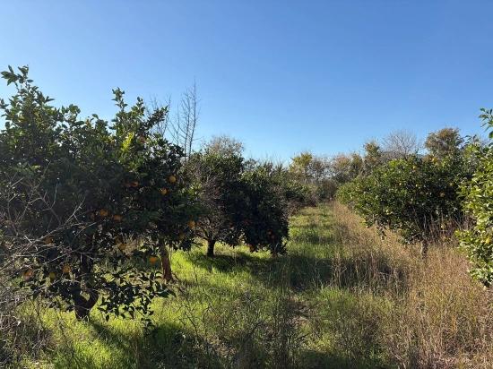 4.541 M² Großer Garten Zum Verkauf In Dalyan.