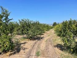 Feld Zu Verkaufen in Dalyan Bz. Ortaca - Gehäuse-Zonierung - 10.000 m²