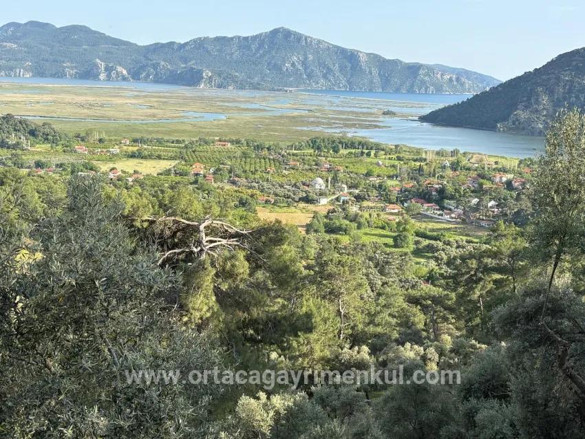 Feld Zu Verkaufen in Çandır Bz. Köyceğiz - Feld-Zonierung - 1.252 m²