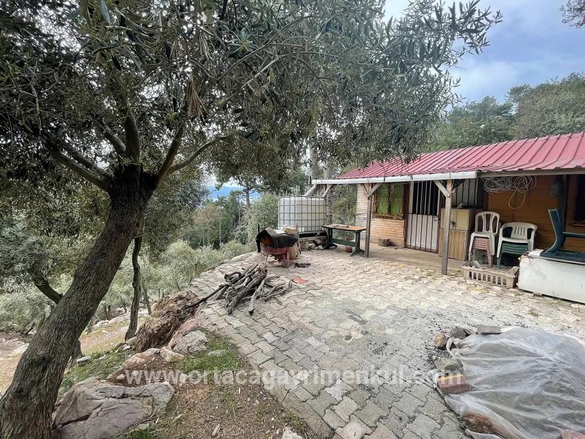 Feld Zu Verkaufen in Ekincik Bz. Köyceğiz - Olive-Zonierung - 7.000 m²
