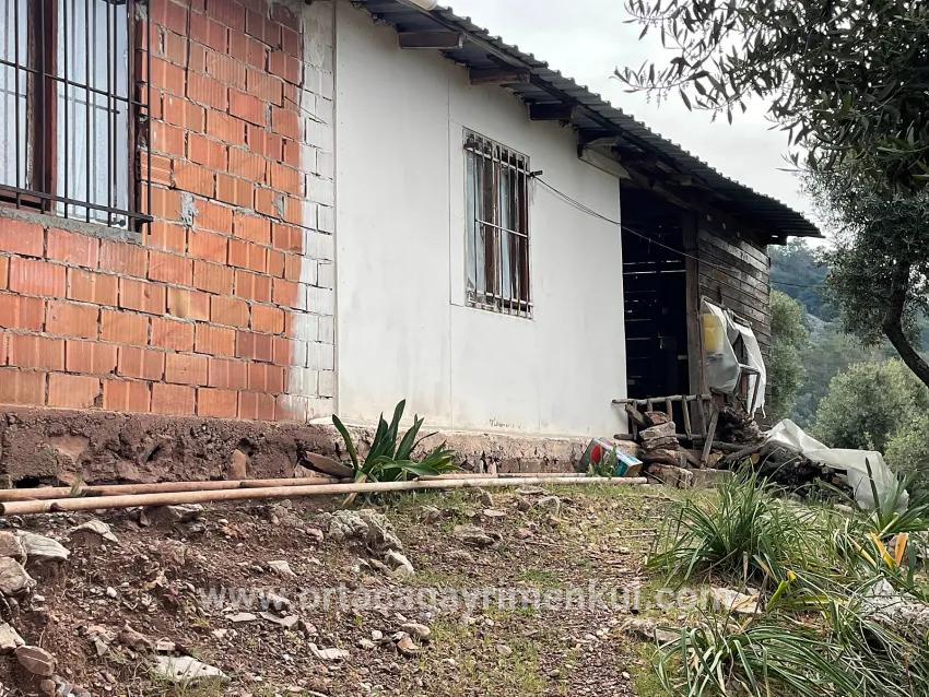Feld Zu Verkaufen in Ekincik Bz. Köyceğiz - Olive-Zonierung - 7.000 m²