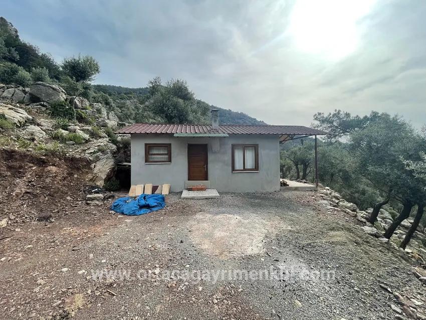 Feld Zu Verkaufen in Ekincik Bz. Köyceğiz - Olive-Zonierung - 7.000 m²
