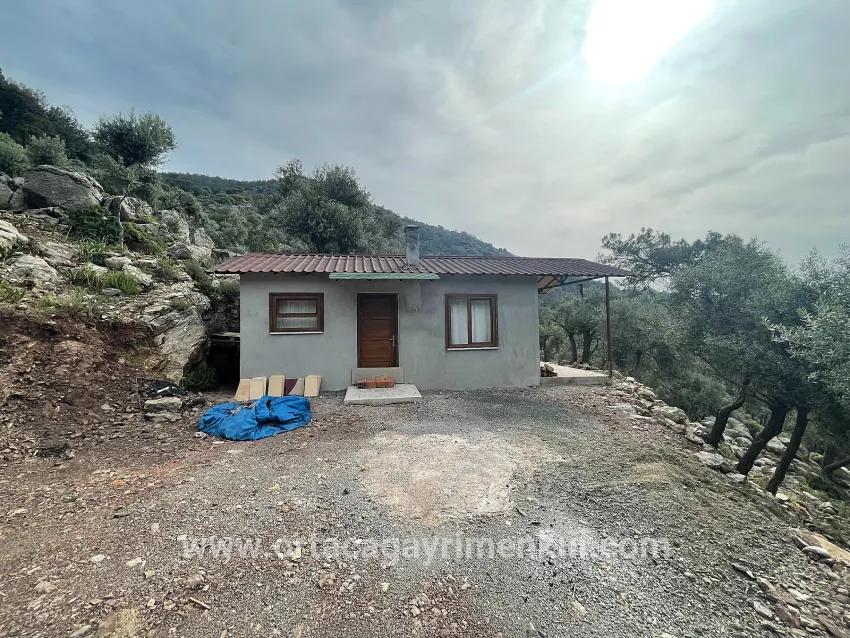 Feld Zu Verkaufen in Ekincik Bz. Köyceğiz - Olive-Zonierung - 7.000 m²