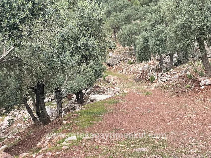 Feld Zu Verkaufen in Ekincik Bz. Köyceğiz - Olive-Zonierung - 7.000 m²