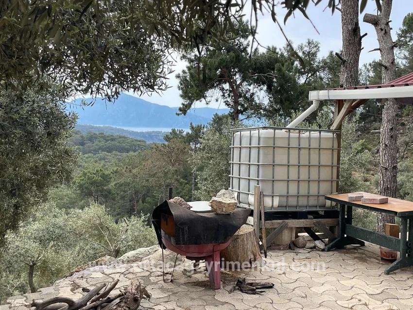 Feld Zu Verkaufen in Ekincik Bz. Köyceğiz - Olive-Zonierung - 7.000 m²