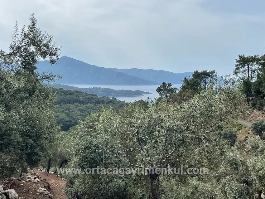 Feld Zu Verkaufen in Ekincik Bz. Köyceğiz - Olive-Zonierung - 7.000 m²