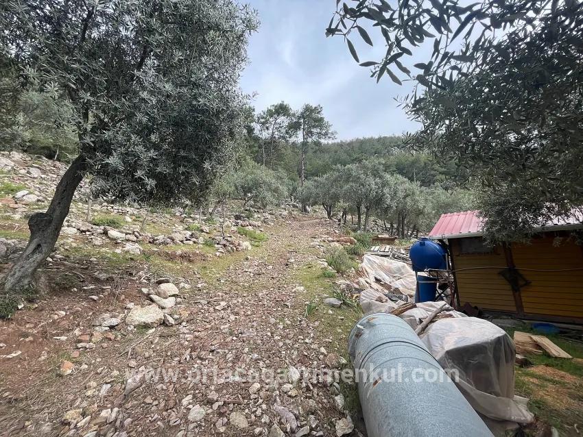 Feld Zu Verkaufen in Ekincik Bz. Köyceğiz - Olive-Zonierung - 7.000 m²