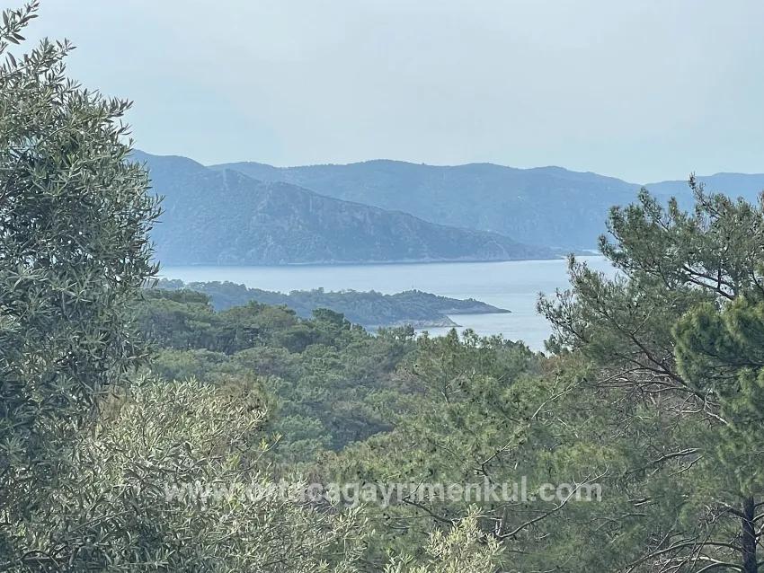 Feld Zu Verkaufen in Ekincik Bz. Köyceğiz - Olive-Zonierung - 7.000 m²