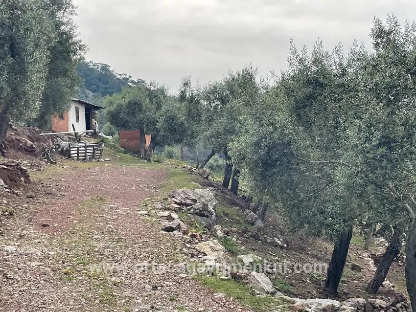 Feld Zu Verkaufen in Ekincik Bz. Köyceğiz - Olive-Zonierung - 7.000 m²