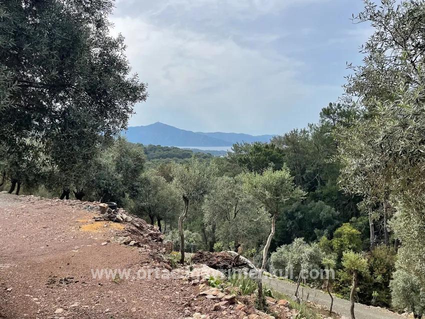 Feld Zu Verkaufen in Ekincik Bz. Köyceğiz - Olive-Zonierung - 7.000 m²