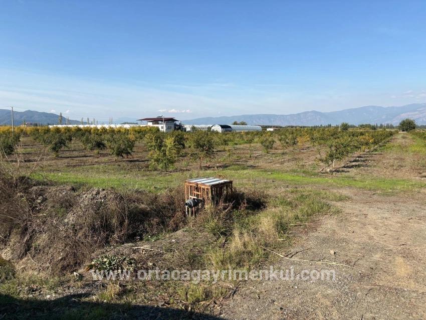Feld Zu Verkaufen in Eskiköy Bz. Ortaca - Feld-Zonierung - 21.500 m²