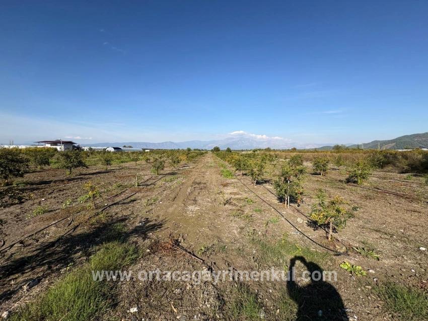 Feld Zu Verkaufen in Eskiköy Bz. Ortaca - Feld-Zonierung - 21.500 m²
