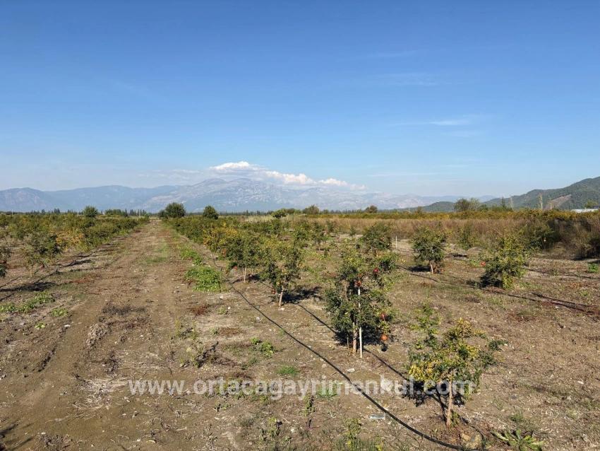 Feld Zu Verkaufen in Eskiköy Bz. Ortaca - Feld-Zonierung - 21.500 m²