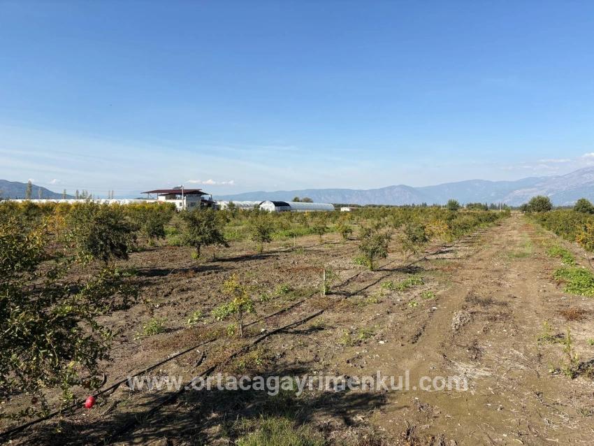 Feld Zu Verkaufen in Eskiköy Bz. Ortaca - Feld-Zonierung - 21.500 m²