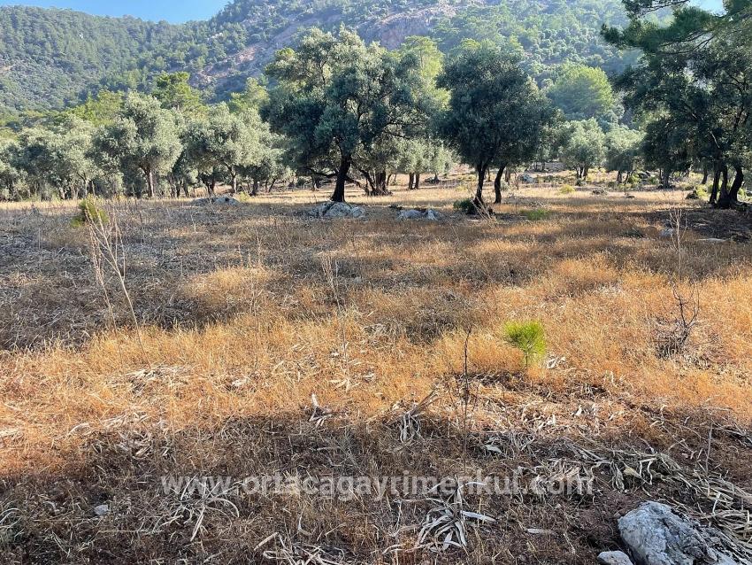 Feld Zu Verkaufen in Çandır Bz. Köyceğiz - Gehäuse-Zonierung - 10.481 m²