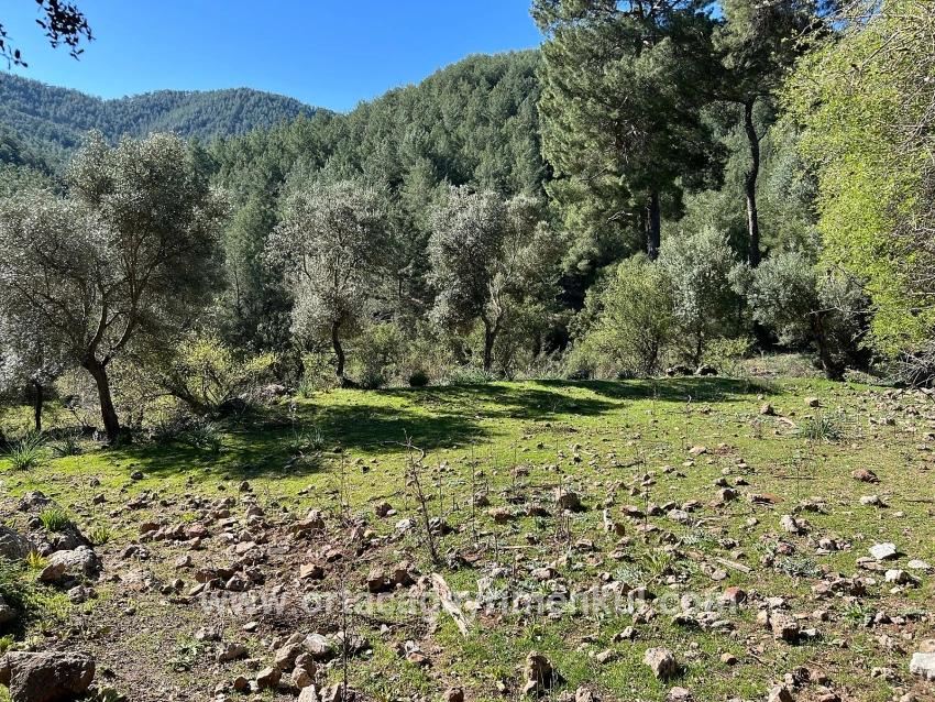 Feld Zu Verkaufen in Gökbel Bz. Ortaca - Feld-Zonierung - 24.163 m²