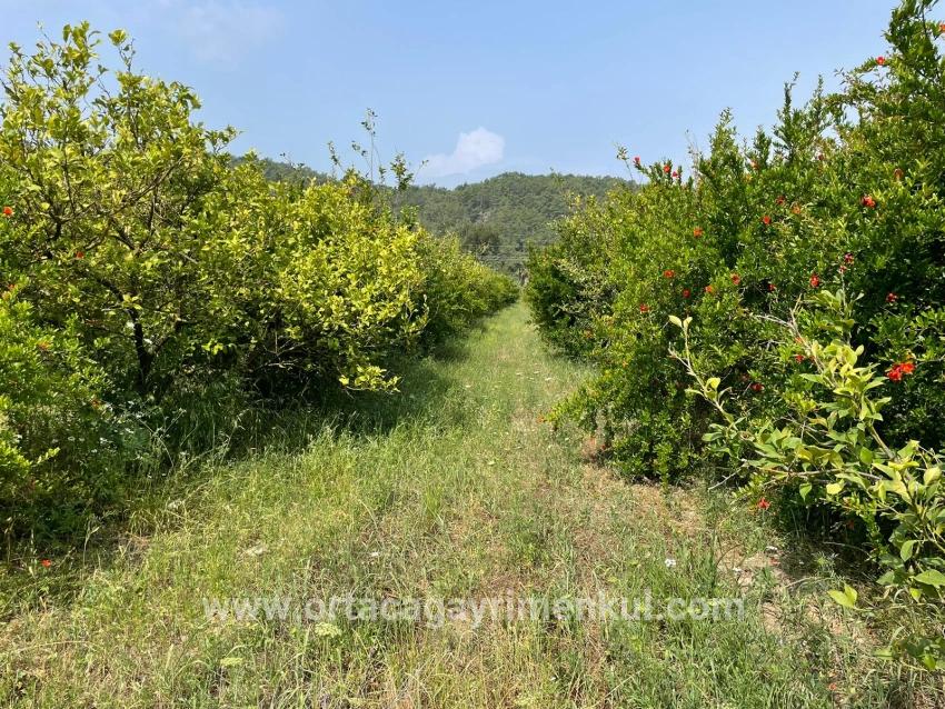 Feld Zu Verkaufen in Gökbel Bz. Ortaca - Gehäuse-Zonierung - 7.800 m²