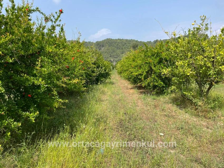 Feld Zu Verkaufen in Gökbel Bz. Ortaca - Gehäuse-Zonierung - 7.800 m²