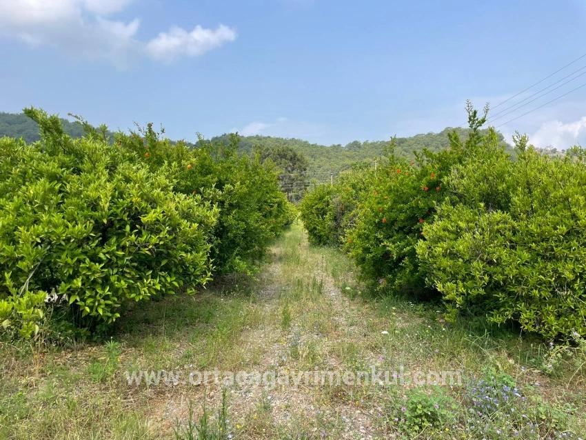 Feld Zu Verkaufen in Gökbel Bz. Ortaca - Gehäuse-Zonierung - 7.800 m²