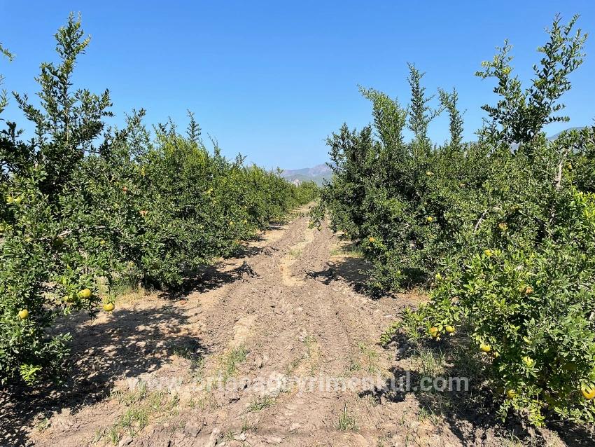 Feld Zu Verkaufen in Dalyan Bz. Ortaca - Gehäuse-Zonierung - 10.000 m²
