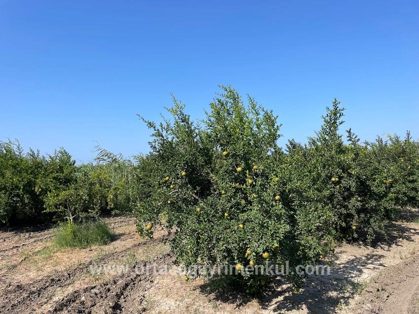 Feld Zu Verkaufen in Dalyan Bz. Ortaca - Gehäuse-Zonierung - 10.000 m²