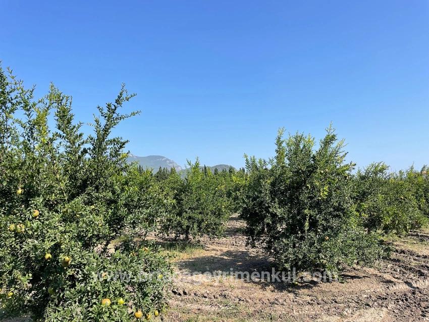 Feld Zu Verkaufen in Dalyan Bz. Ortaca - Gehäuse-Zonierung - 10.000 m²
