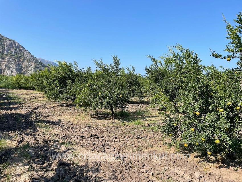 Feld Zu Verkaufen in Dalyan Bz. Ortaca - Gehäuse-Zonierung - 10.000 m²