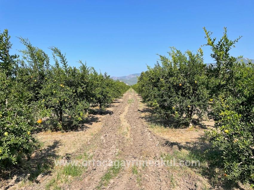 Feld Zu Verkaufen in Dalyan Bz. Ortaca - Gehäuse-Zonierung - 10.000 m²