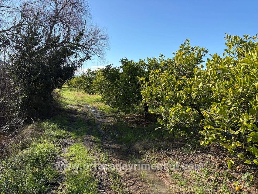 Feld Zu Verkaufen in Dalyan Bz. Ortaca - Feld-Zonierung - 16.500 m²