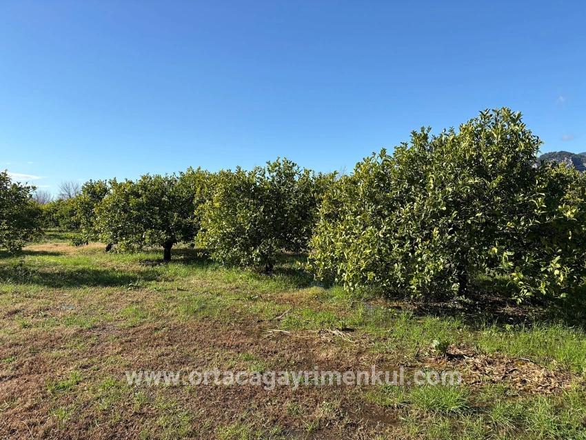 Feld Zu Verkaufen in Dalyan Bz. Ortaca - Feld-Zonierung - 16.500 m²