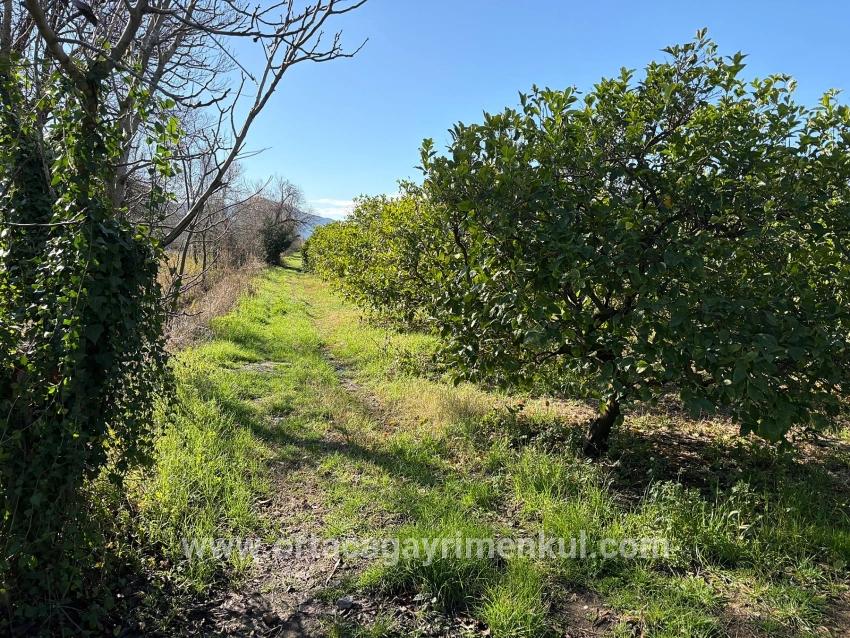 Feld Zu Verkaufen in Dalyan Bz. Ortaca - Feld-Zonierung - 16.500 m²