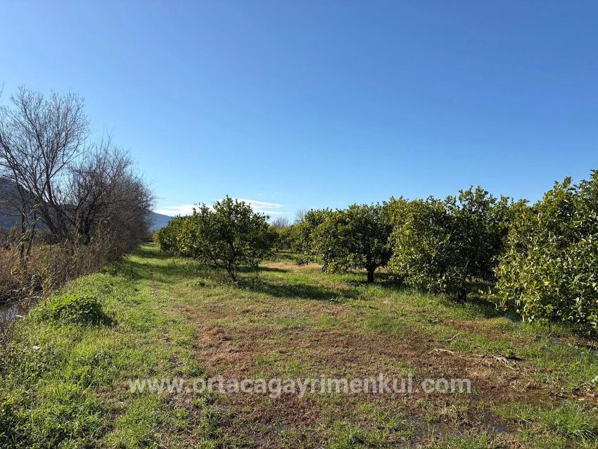 Feld Zu Verkaufen in Dalyan Bz. Ortaca - Feld-Zonierung - 16.500 m²