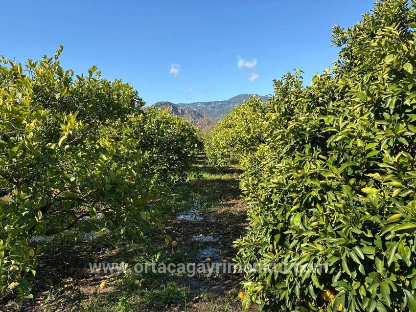 Feld Zu Verkaufen in Dalyan Bz. Ortaca - Feld-Zonierung - 16.500 m²