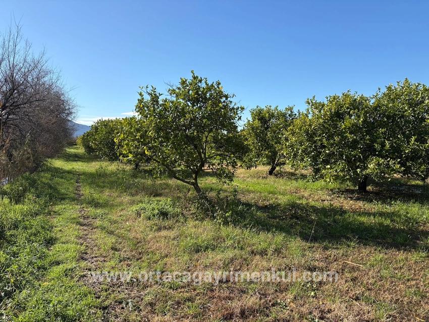 Feld Zu Verkaufen in Dalyan Bz. Ortaca - Feld-Zonierung - 16.500 m²