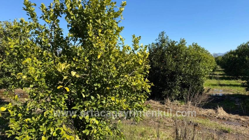 Land Zu Verkaufen in Okçular Bz. Ortaca - Gehäuse-Zonierung - 2.218 m²