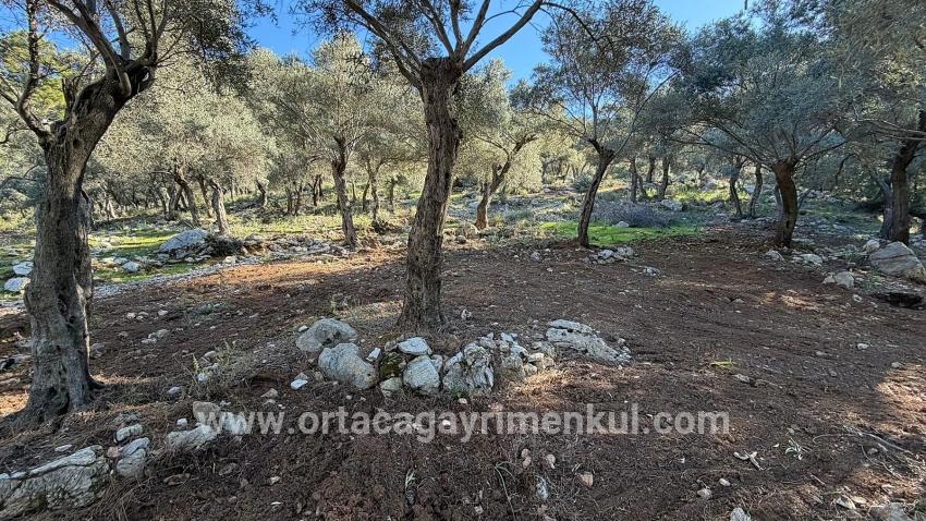 Feld Zu Verkaufen in Çandır Bz. Köyceğiz - Gehäuse-Zonierung - 5.715 m²