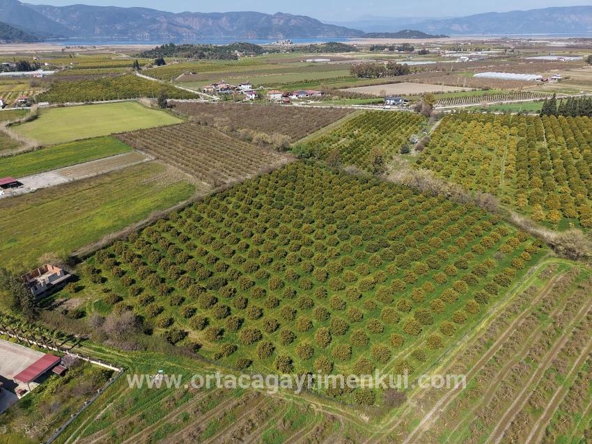 Weinberg & Garten Zu Verkaufen in Dalyan Bz. Ortaca - Weinberg & Garten-Zonierung - 17.550 m²