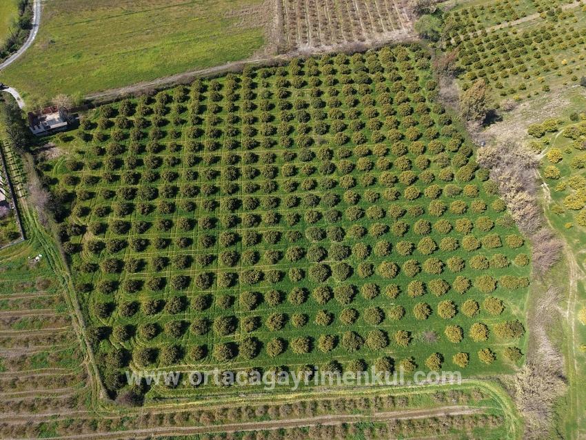Weinberg & Garten Zu Verkaufen in Dalyan Bz. Ortaca - Weinberg & Garten-Zonierung - 17.550 m²