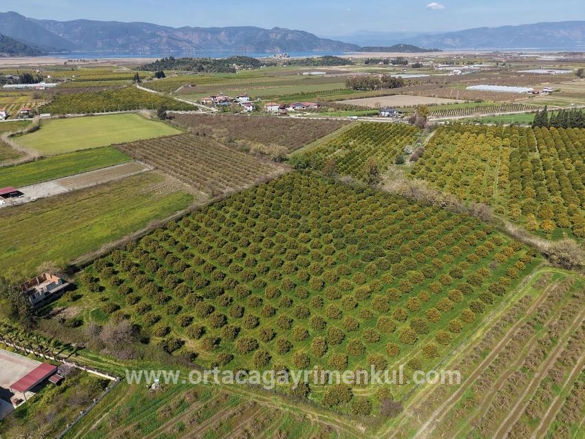 Weinberg & Garten Zu Verkaufen in Dalyan Bz. Ortaca - Weinberg & Garten-Zonierung - 17.550 m²